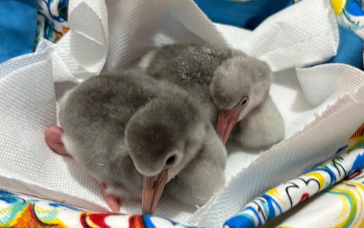 “Effetto Rosa”. Zoomarine annuncia la nascita di due fenicotteri minori con un weekend a tema Flamingo. VIDEO - 