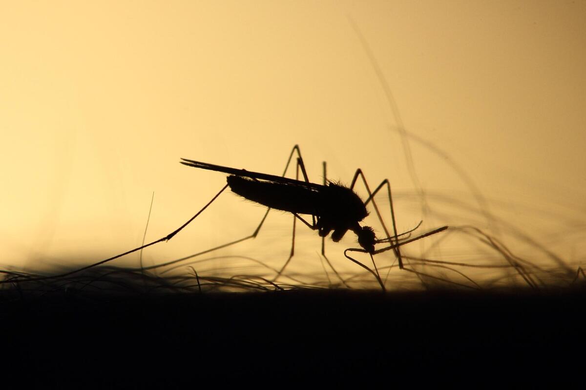 West nile, nono decesso nel Lazio: muore 85enne di Cori - 