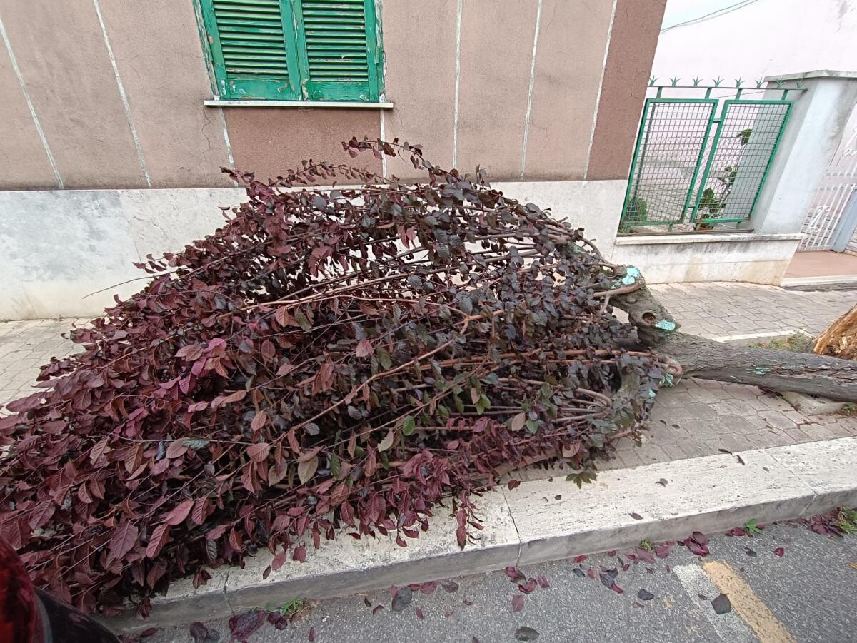 APRILIA - ALBERO SI SPEZZA SU VIA DELLE MARGHERITE, SFIORATO GIOVANE - 