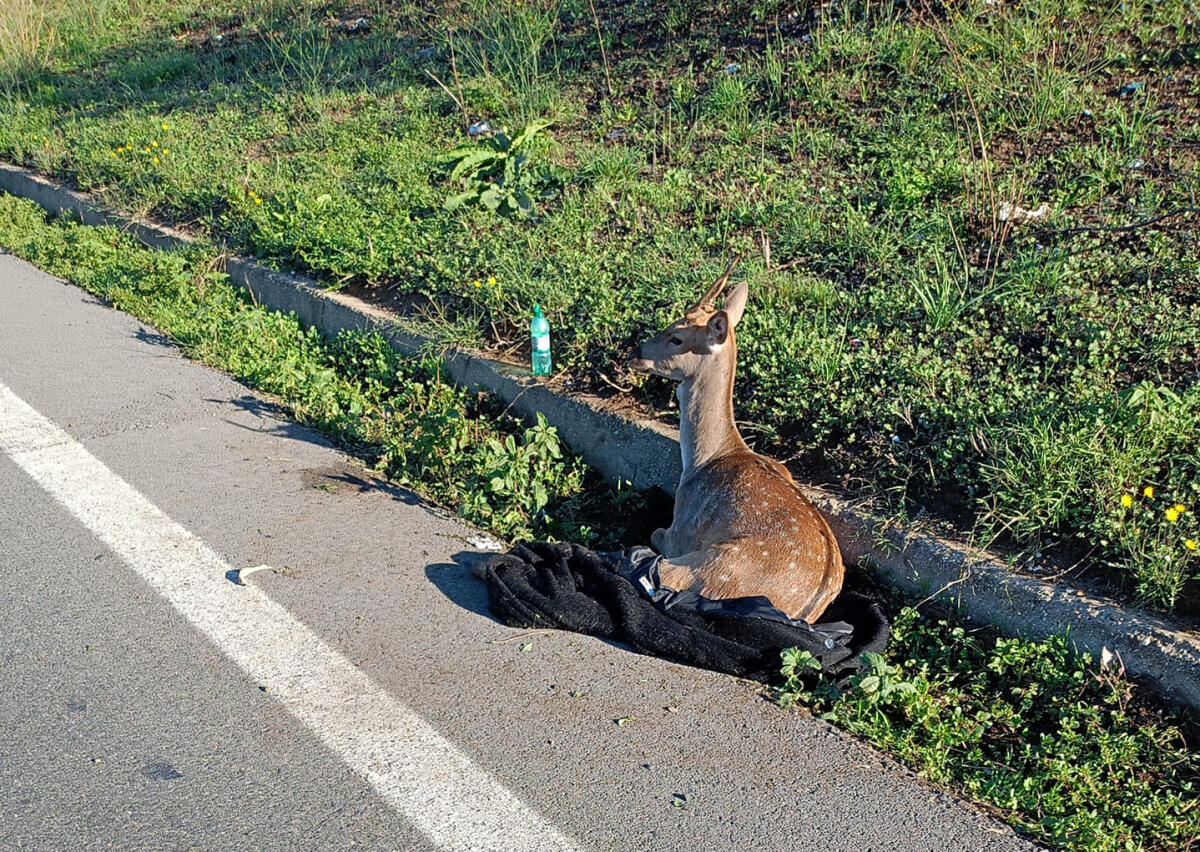 Pontina, Daino investito da un camion: salvato dalle guardie zoofile di Pomezia - 