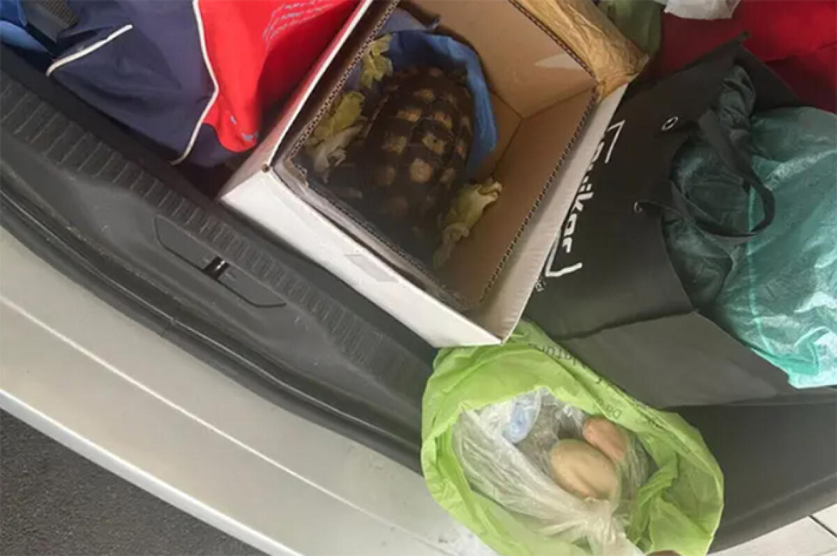 Coppia di turisti di Formia nei guai in Sardegna: nel bagagliaio una tartaruga e delle pietre prese in spiaggia. - 