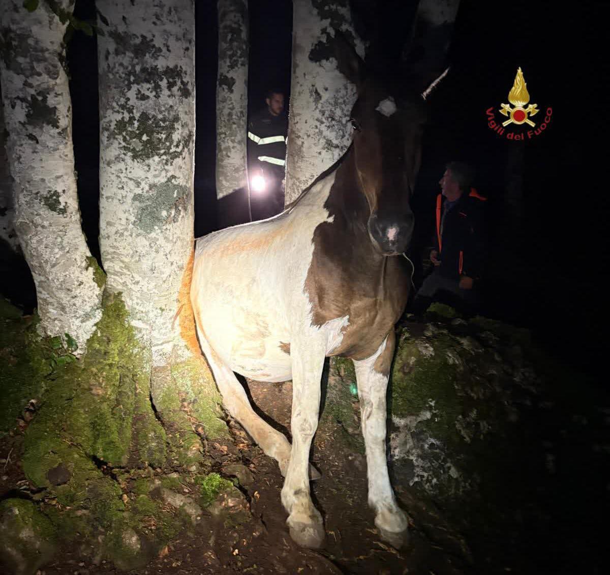 Cavallo incastrato tra due alberi nel bosco, salvato dai vigili del fuoco - 