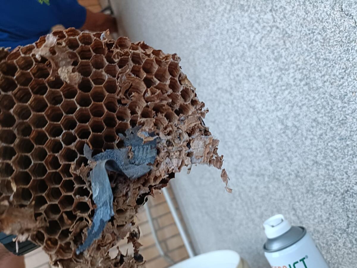 Aprilia, rimosso un grosso nido di calabroni in un’abitazione del centro. Cresceva all’interno di un’intercapedine. - 