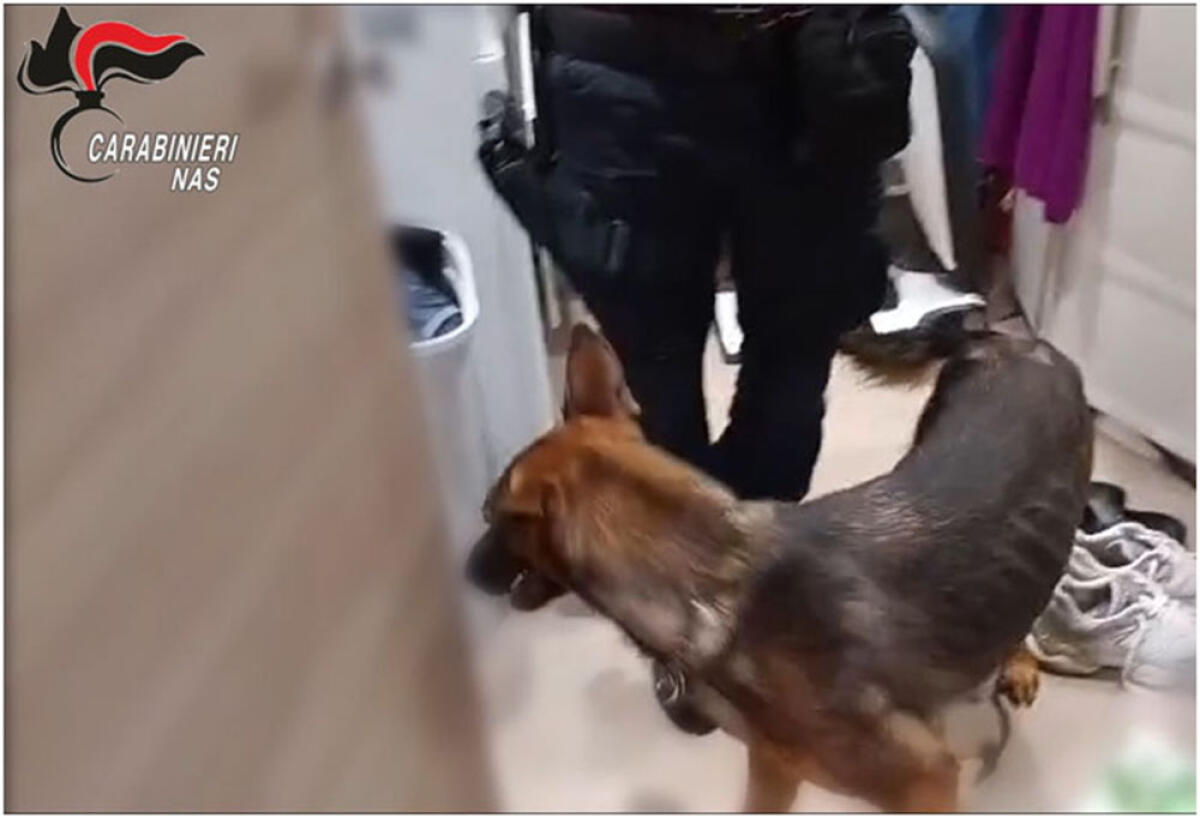 Ossicodone con ricette false e spaccio di cocaina. 9 arresti tra Latina, Cisterna e Sermoneta - 