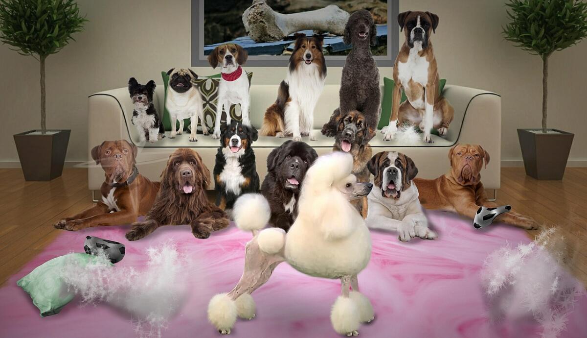 Esposizione canina questa domenica 7 Settembre a Cisterna. - 