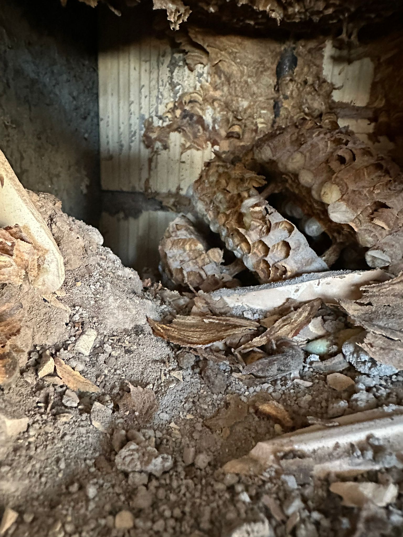 il nido di calabroni all'interno dell'intercapedine del muro