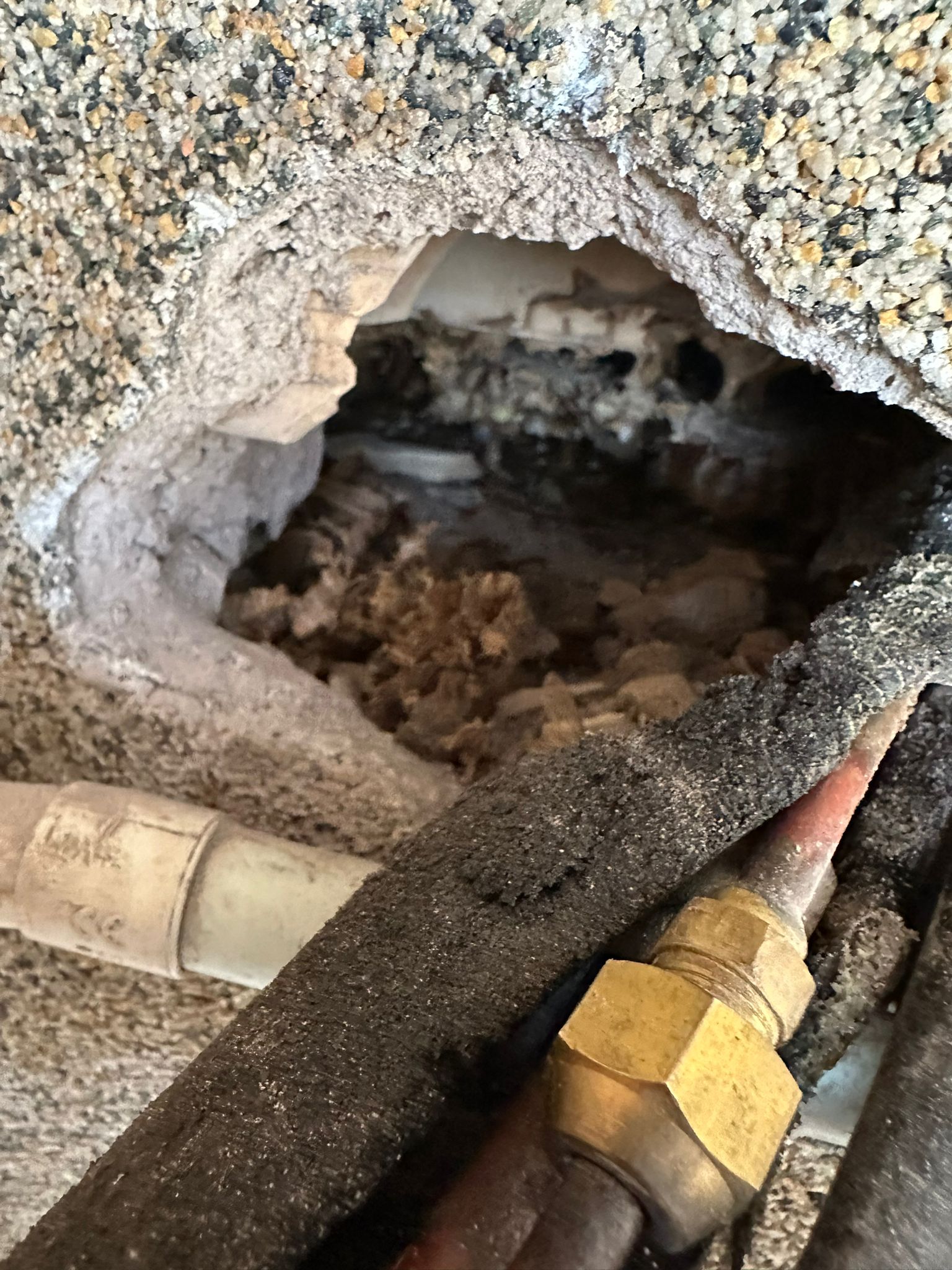 il nido di calabroni all'interno dell'intercapedine del muro