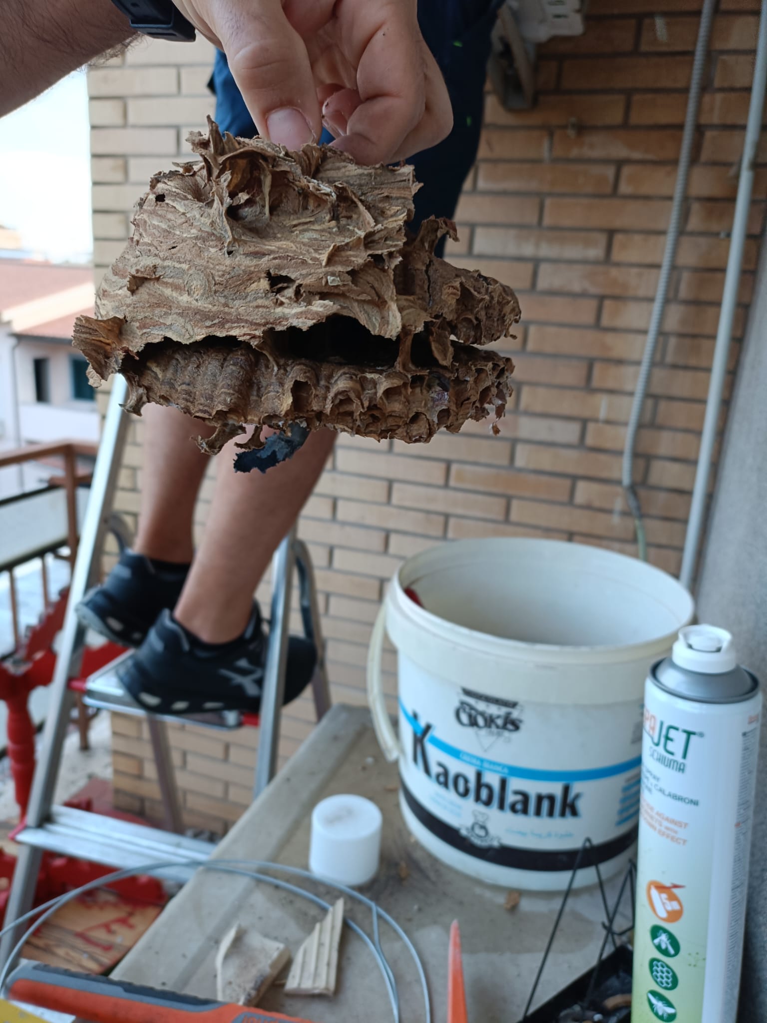 il nido di calabroni rimosso