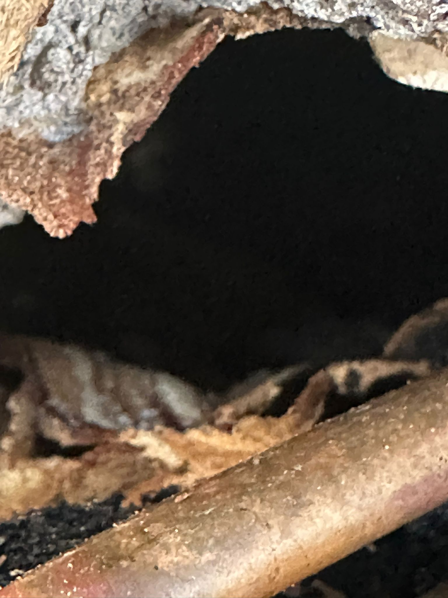 il nido di calabroni all'interno dell'intercapedine del muro