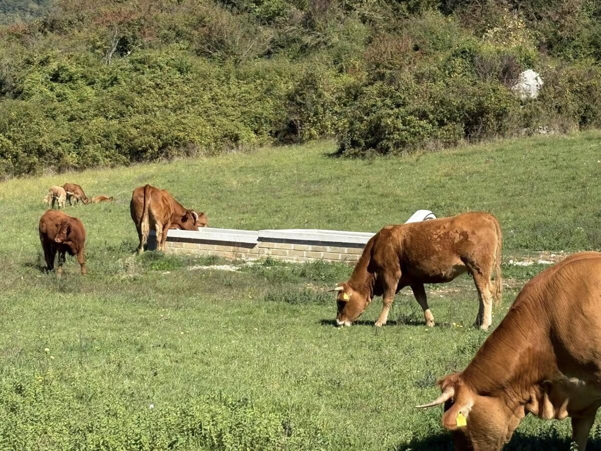 Pozzo artesiano e abbeveratoio attivi a Fontana del Prato, il sindaco di Cori: "Risultato storico" - 