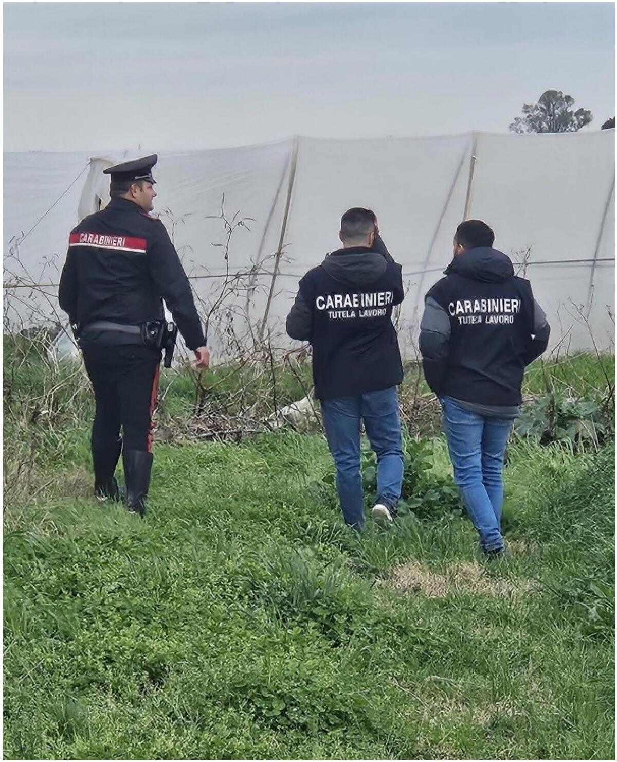 Lavoro nero, multa da 7mila euro per azienda agricola di Cisterna - 