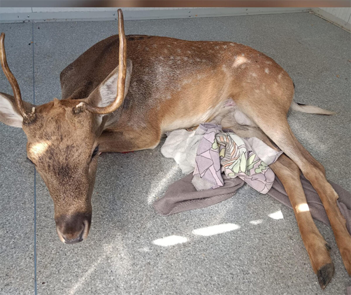 Daino investito sulla Pontina: non c’è, purtroppo, un lieto fine. Frattura irreversibile alla colonna vertebrale. - 