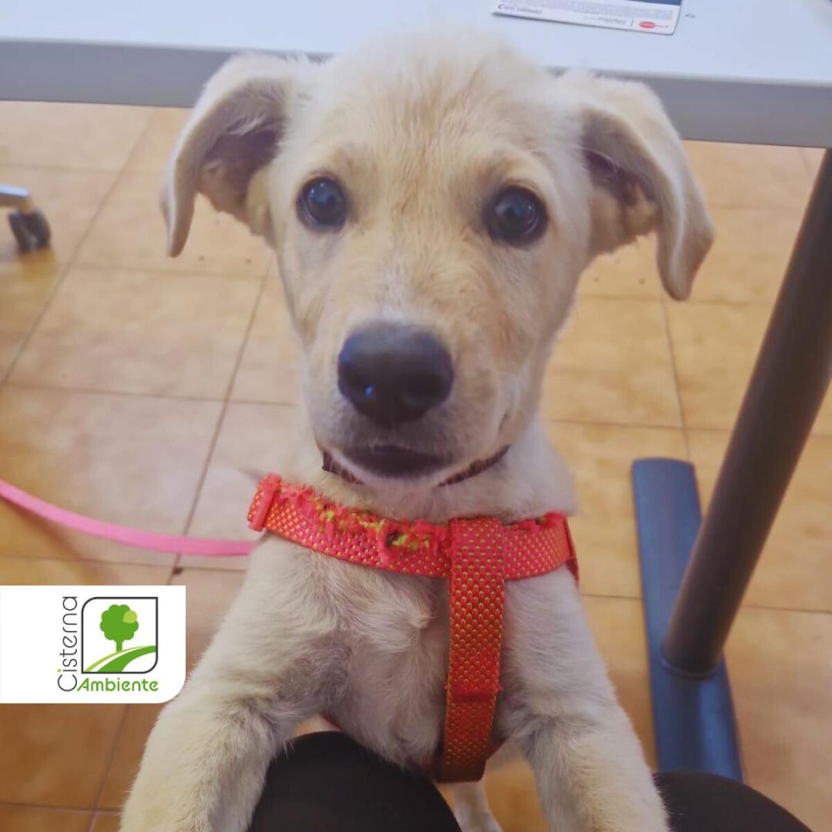 Romeo e Giulietta: i due cuccioli di cane salvati da un operatore della Cisterna Ambiente - 