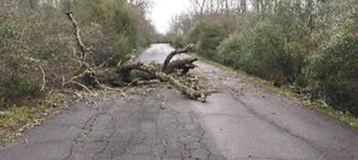 Albero precipita in strada lungo via delle Grugnole, a Nettuno, a causa del forte vento. - 