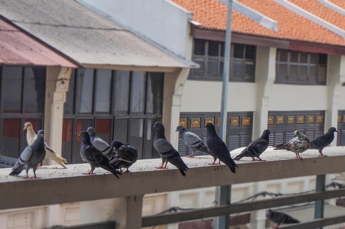 Latina, spara ai piccioni con una scacciacani, per mandarli via dal terrazzo, si vede piombare in casa le forze dell’ordine. - 