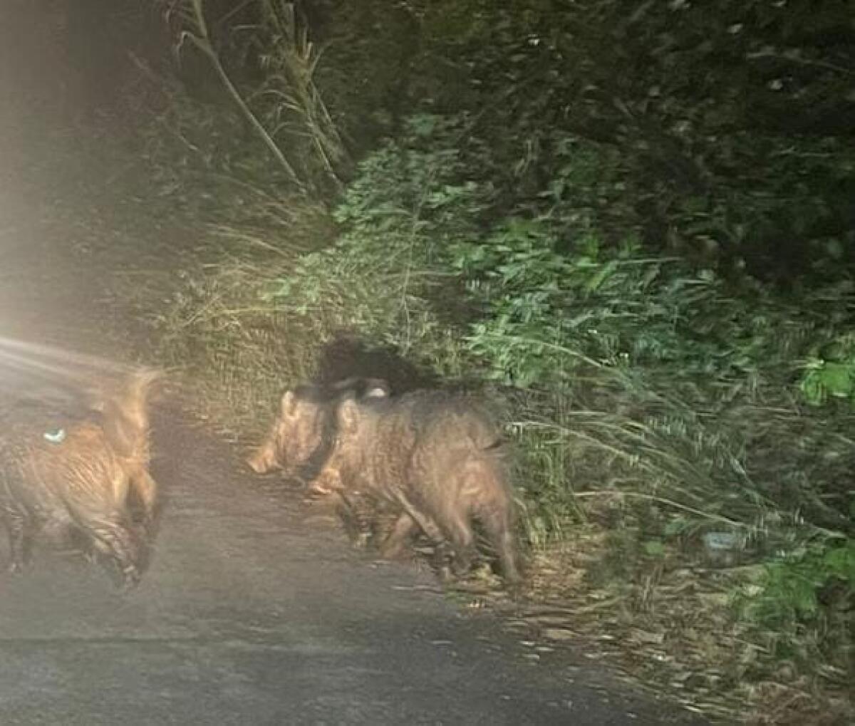 Branco di cinghiali a spasso per il centro urbano di Lanuvio. Il Sindaco allerta la cittadinanza. - 