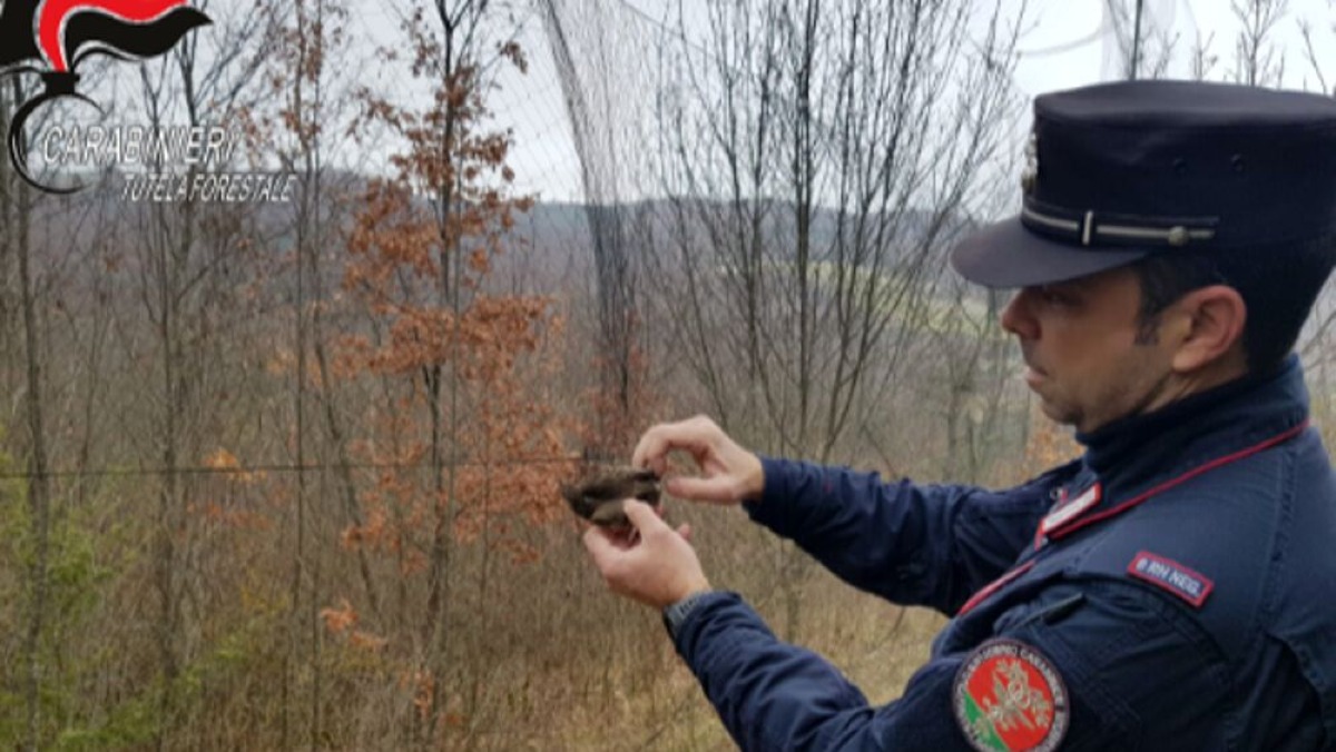 Bracconaggio, 19 persone denunciate dai carabinieri  - 