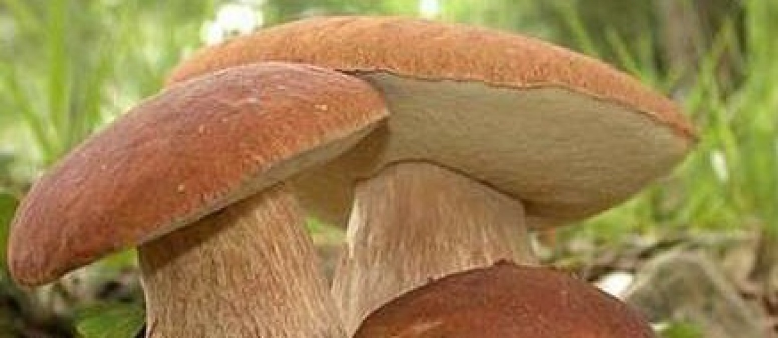 A partire dal 2026 riapre la raccolta dei funghi nel Parco Nazionale del Circeo. - 