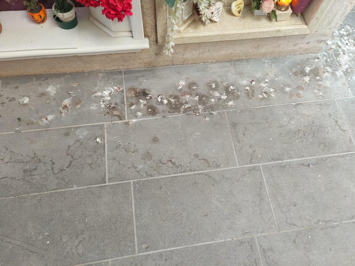Il cimitero comunale di Aprilia ancora invaso dai piccioni. Escrementi ovunque. Il VIDEO - 