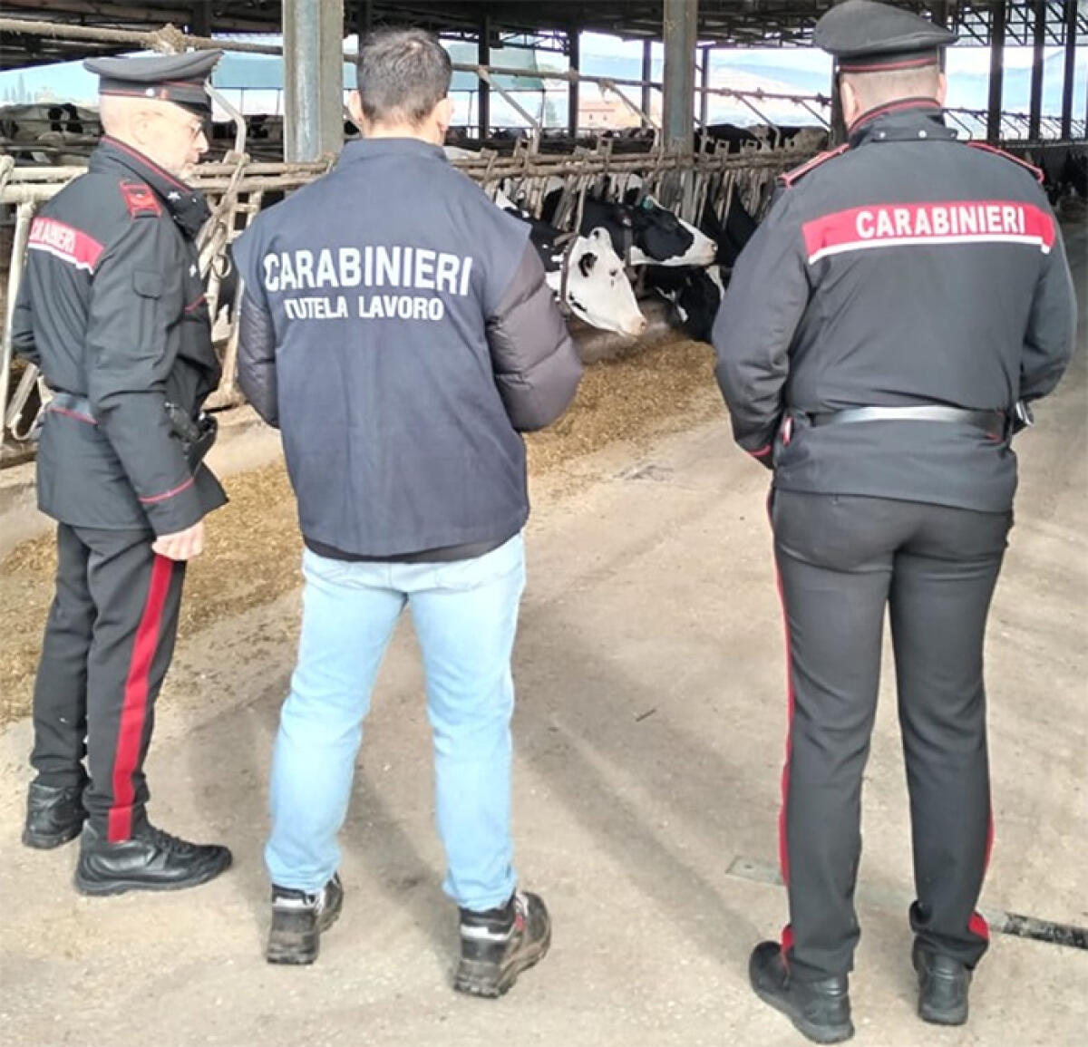 Blitz in un’azienda di allevamento pontina. Riscontrate irregolarità, ammende per 7.800 euro. - 