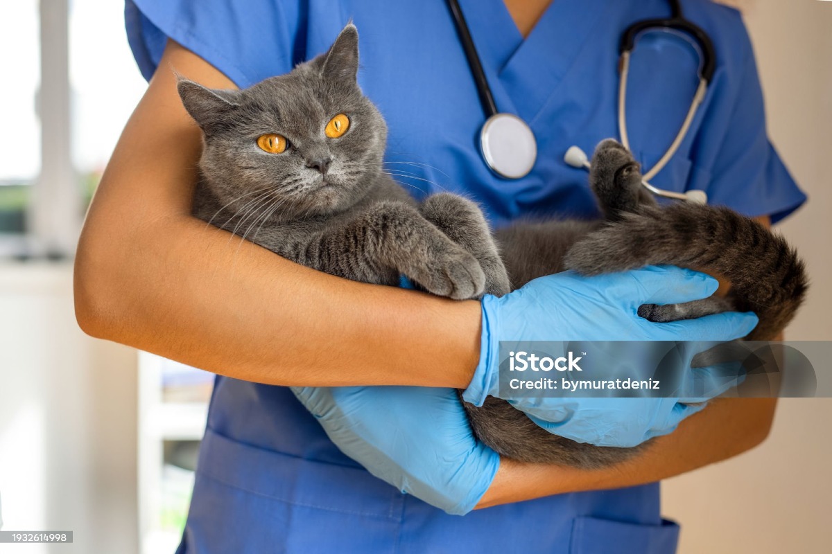 Anzio - Gattina colpita da decine di pallini e ridotta in fin di vita  - 