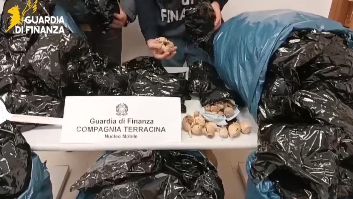 La Finanza di Terracina sequestra 15mila bulbi di papavero da oppio. - 