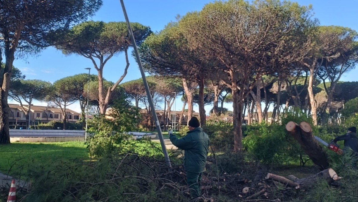Pini caduti o colpiti dalla cocciniglia ad Anzio: disposta, con un’ordinanza, la chiusura della Pineta Mazza.  - 