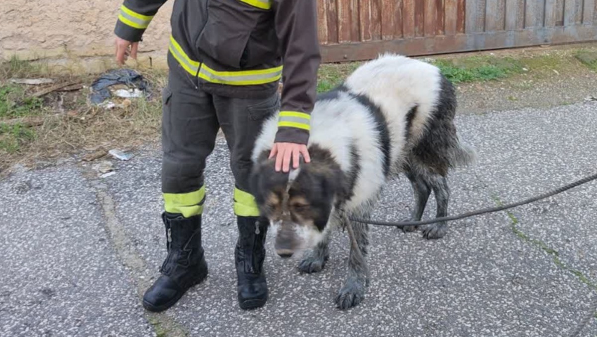 Un maremmano, caduto in un canale, salvato dai Vigili del Fuoco del Comando di Roma. - 