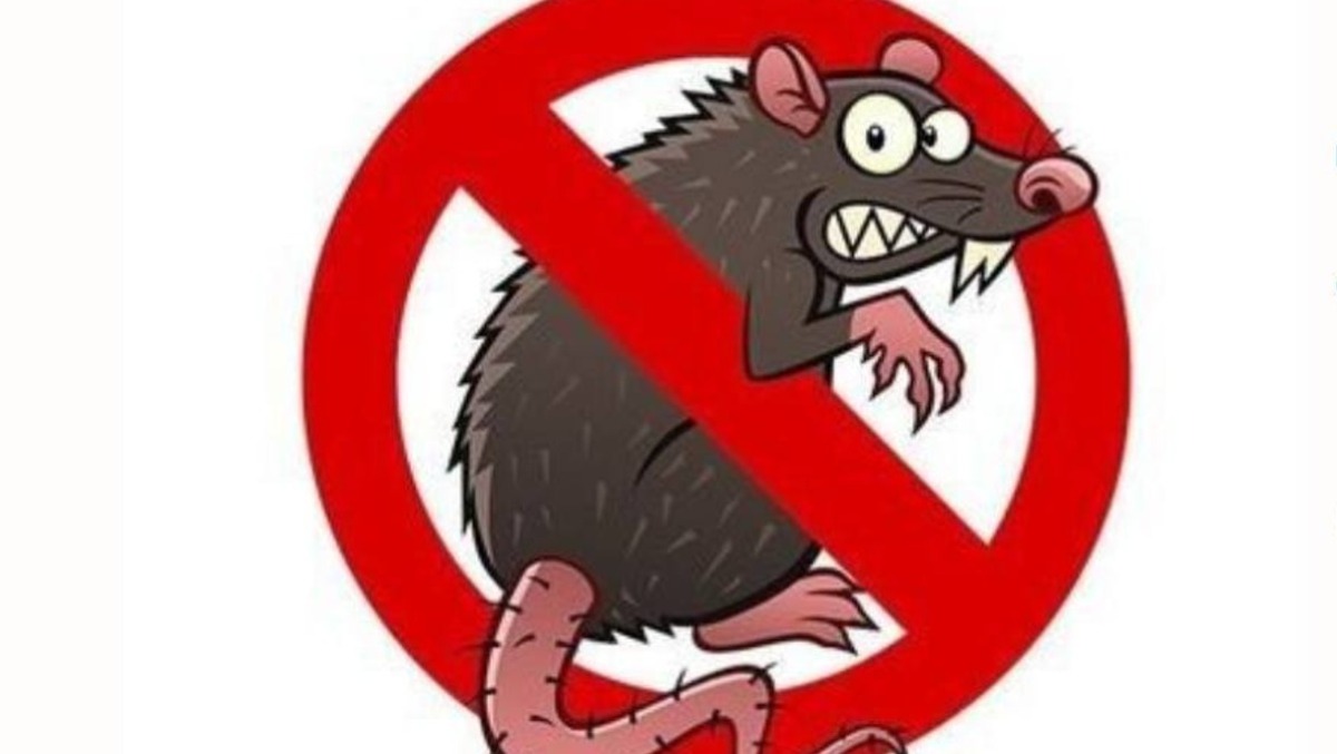 Derattizzazione sul territorio di Albano, Cecchina e Pavona. - 