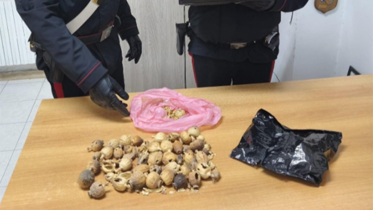 Un nuovo sequestro di bulbi di papavero da oppio in provincia di Latina. - 