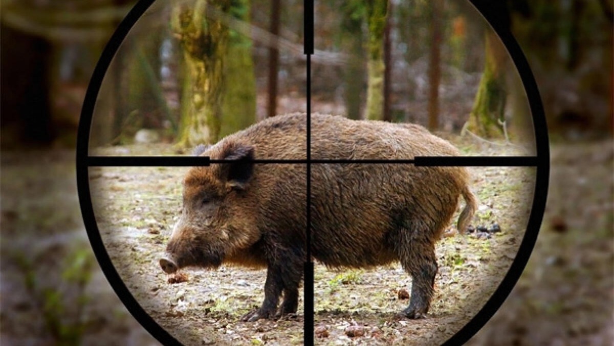 Lazio, “nessuna proroga per caccia al cinghiale”.  - 