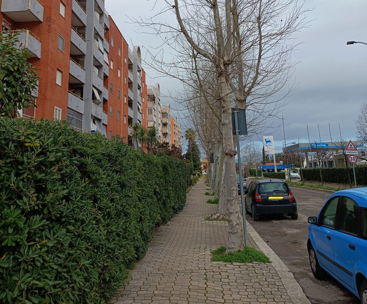 Aprilia - Via Inghilterra, tra platani e marciapiedi impraticabili: "Sicurezza a rischio" - 