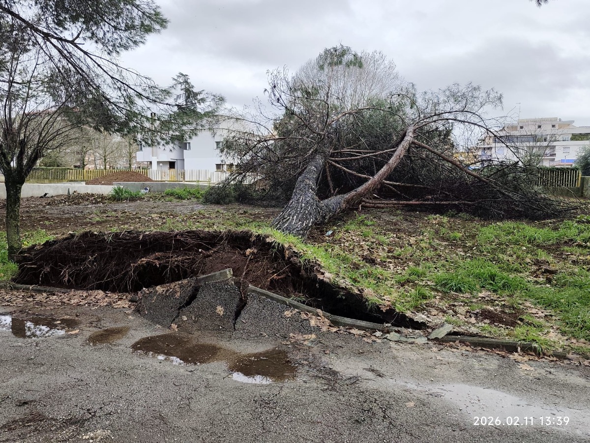 APRILIA - GROSSO PINO CROLLA NEL PARCO PUBBLICO IN CENTRO - 