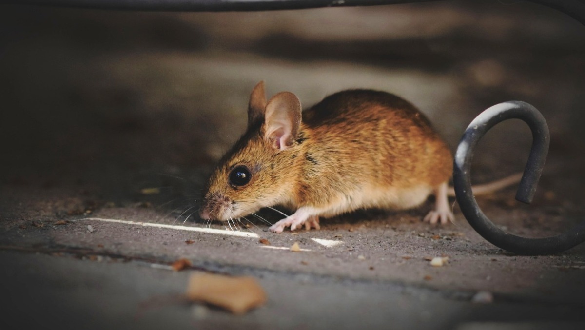 Nettuno, topi all’isola ecologica di Piazza Cavalieri di Vittorio Veneto. Intervento di pulizia straordinaria. - 