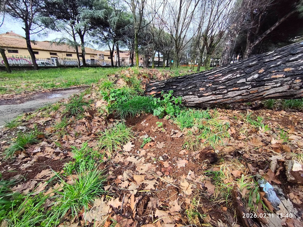 Aprilia - Crolla enorme pino nel parco: "Patrimonio arboreo ormai dimenticato" - 