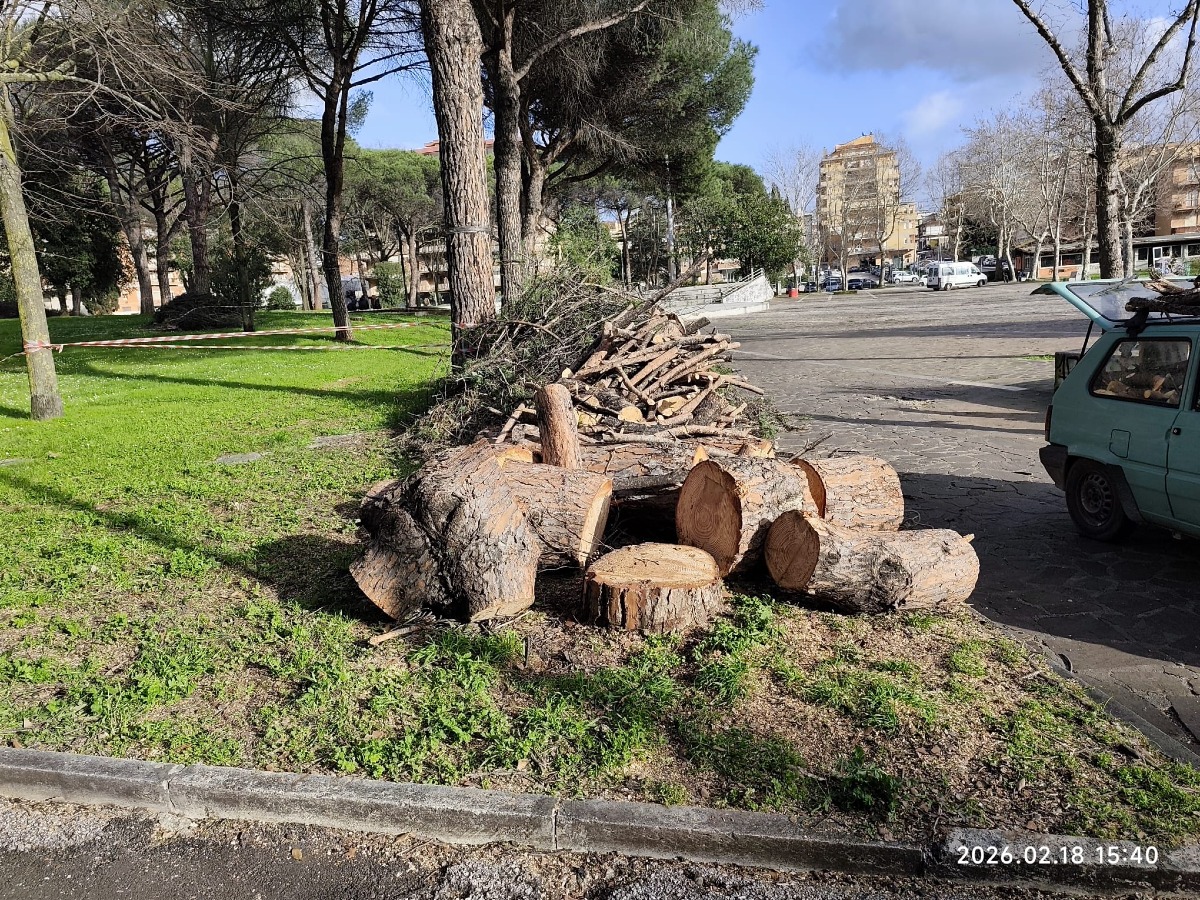 Aprilia - Pini pericolosi al parco di via dei Mille, tagliati 27 alberi - 