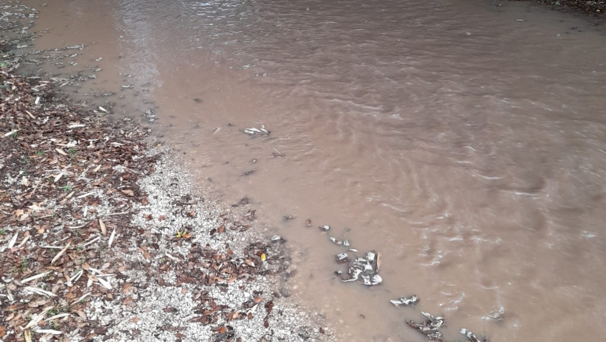 Nasce il Comitato "Colle delle Cese": "Così chiediamo la riqualificazione del quartiere" - 