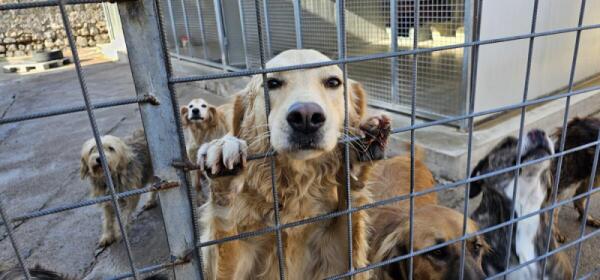 Latina, approvata  l’istituzione del Garante degli Animali e l’avvio dello Sportello Animali.