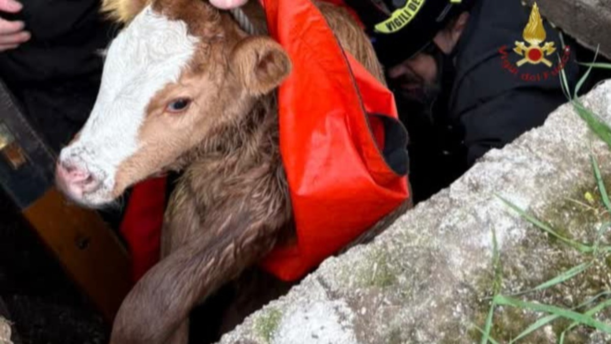 Vitello cade nella rete fognaria, salvato dai vigili del fuoco - 