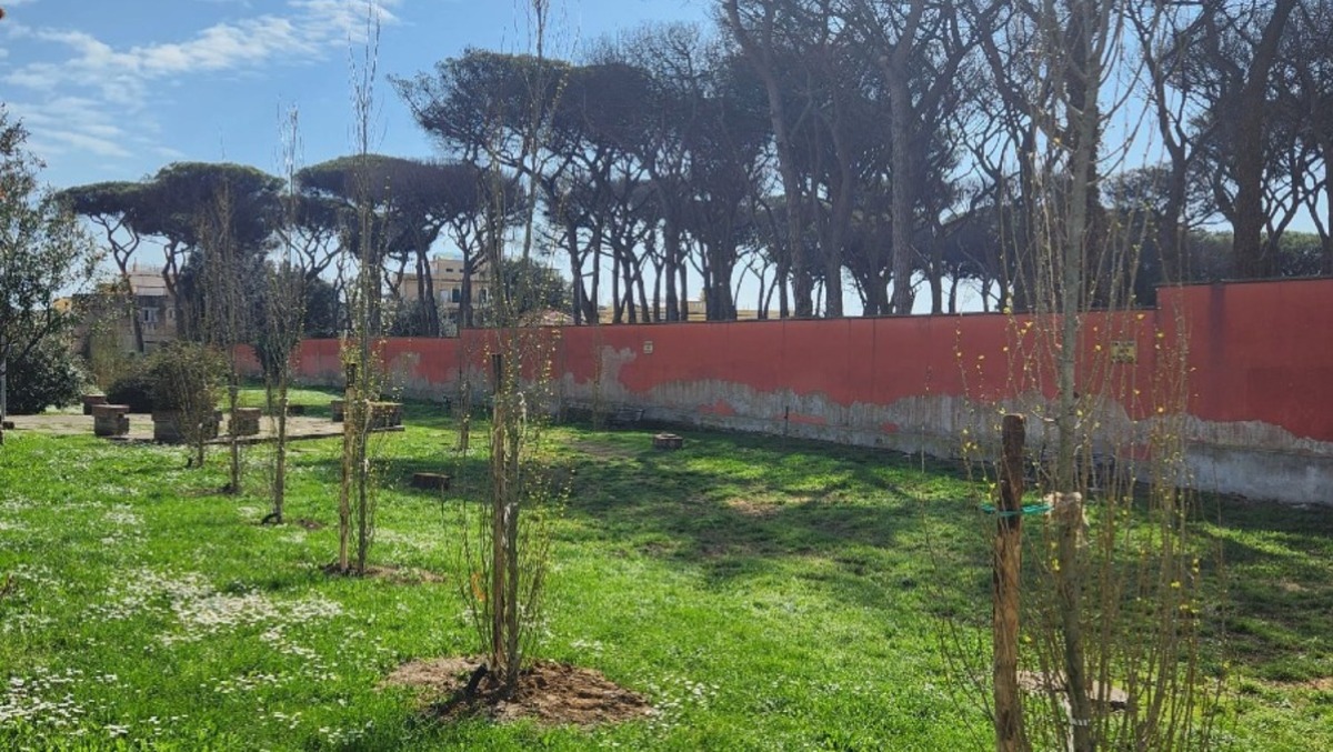 Anzio, messa in sicurezza delle alberature all’ex Pinetina di via Roma. - 