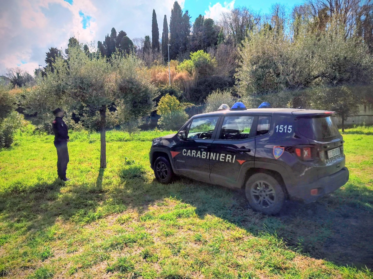 Aveva espiantato abusivamente 80 ulivi. Maxi sanzione dei Carabinieri Forestale di Marino. - 