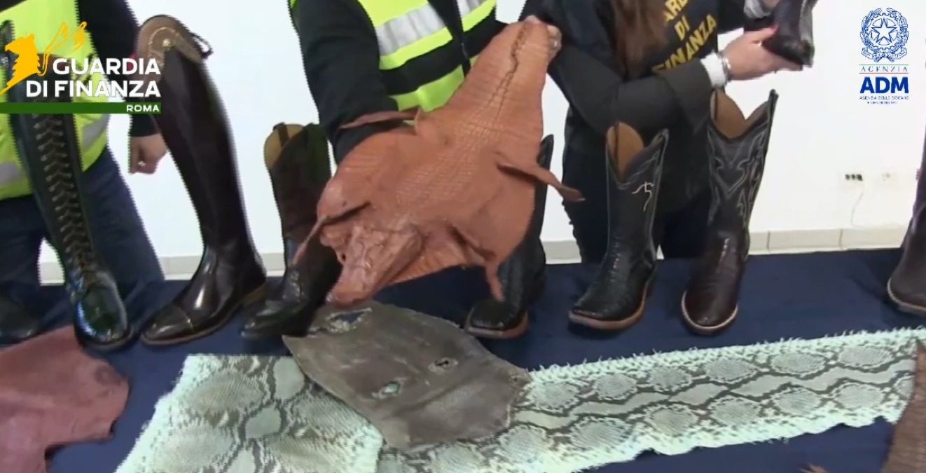 Traffico illegale di pelle di coccodrillo e pitone per l'alta moda:  sequestro all'Aeroporto di Fiumicino - 
