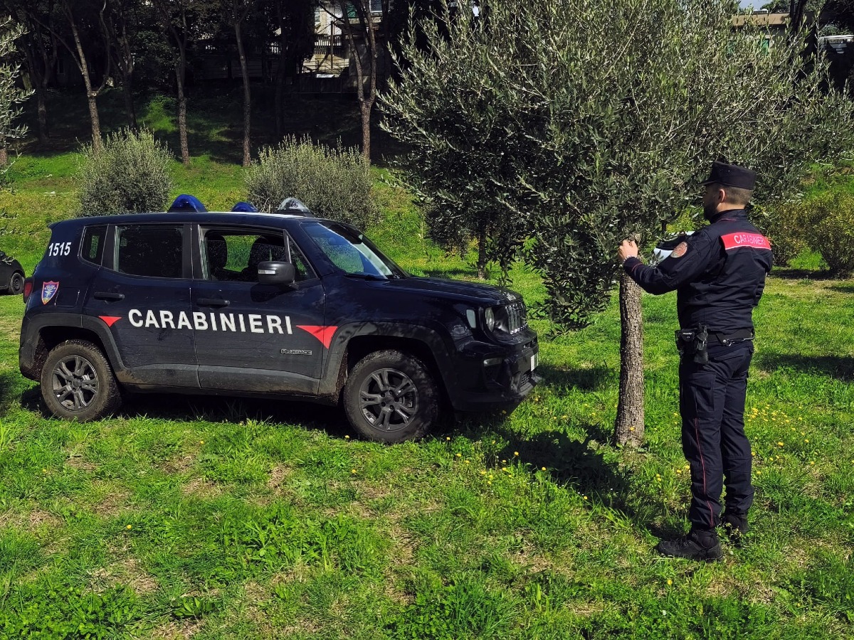 Carabinieri Forestale di Marino - espianto abusivo di 80 ulivi