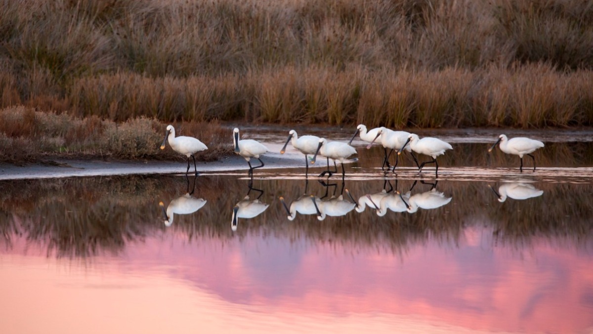 Al Forte Sangallo di Nettuno la videoproiezione di “ALI” di Renzo Mastracci. - foto di Renzo Mastracci