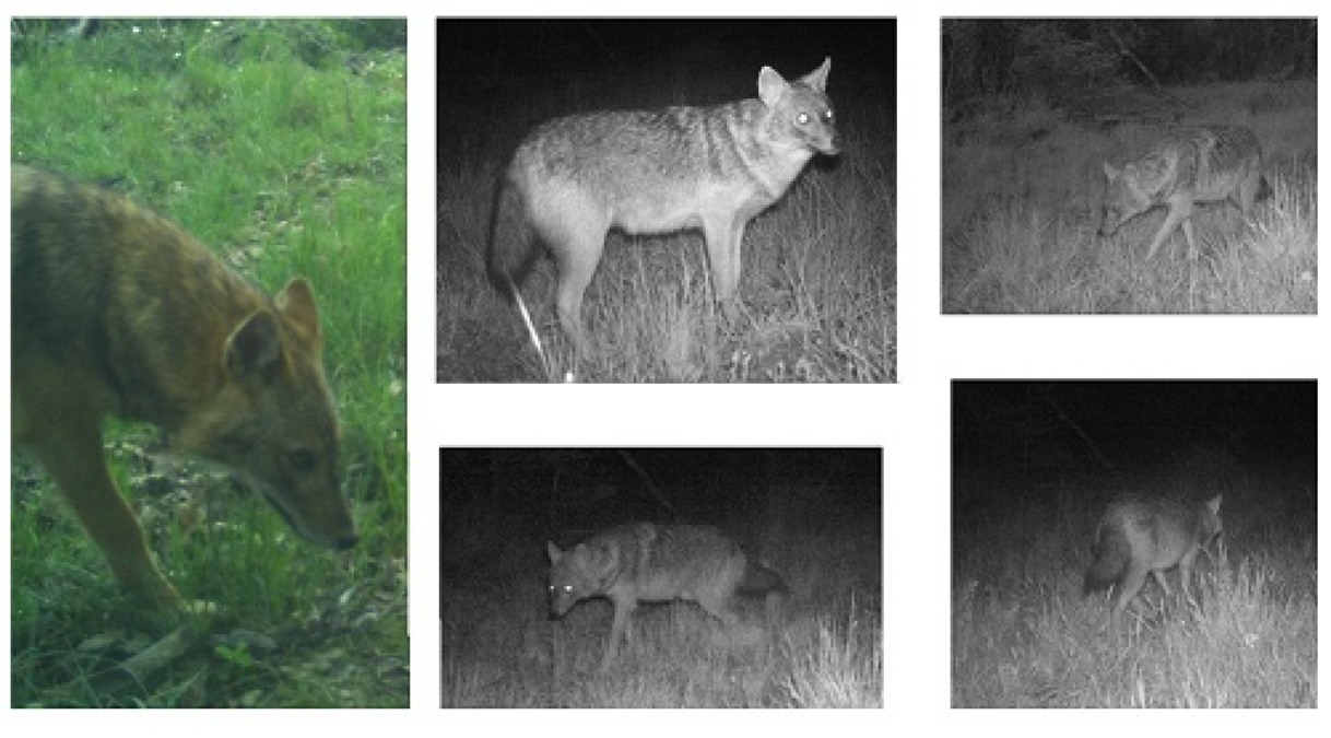 Aprilia - Diversi attacchi del lupo nelle campagne - Foto Parco nazionale del Circeo 