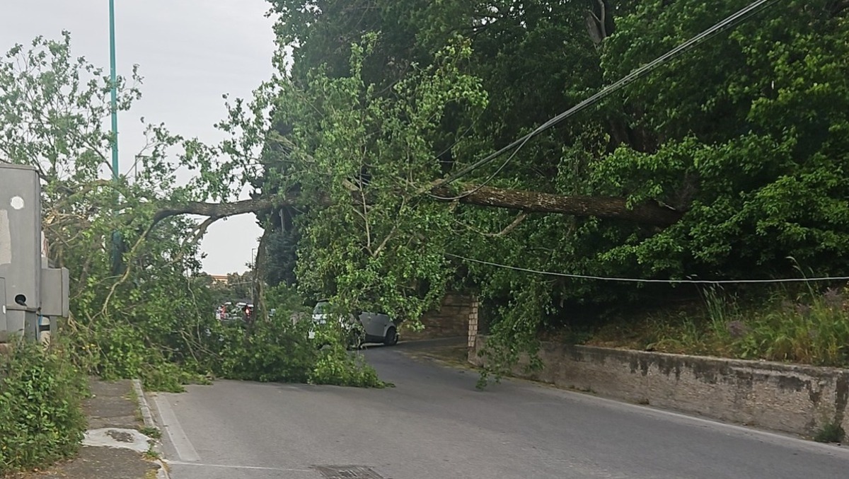 Forte vento, albero crolla ad Ariccia: stop ai veicoli in via Perucca - 