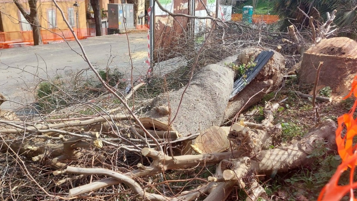 Cantiere in via Pia a Velletri, "Alberi abbattuti e caos per 20 posti auto in più" - 