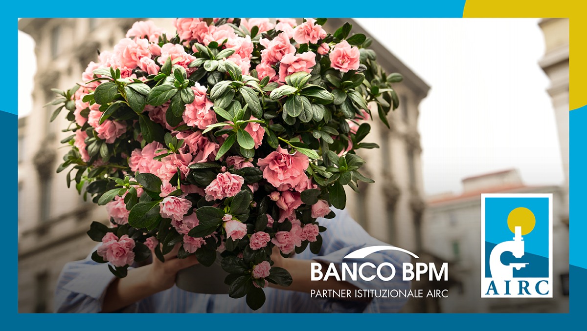 Per la Festa della Mamma tornano le Azalee della Ricerca dell’Airc. - 