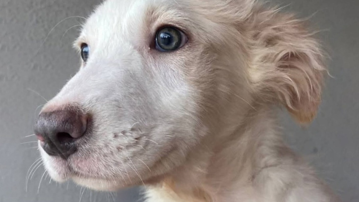 Latina, “Il Canile va in Città”: Amici del Cane in passerella in piazza del Popolo. - 