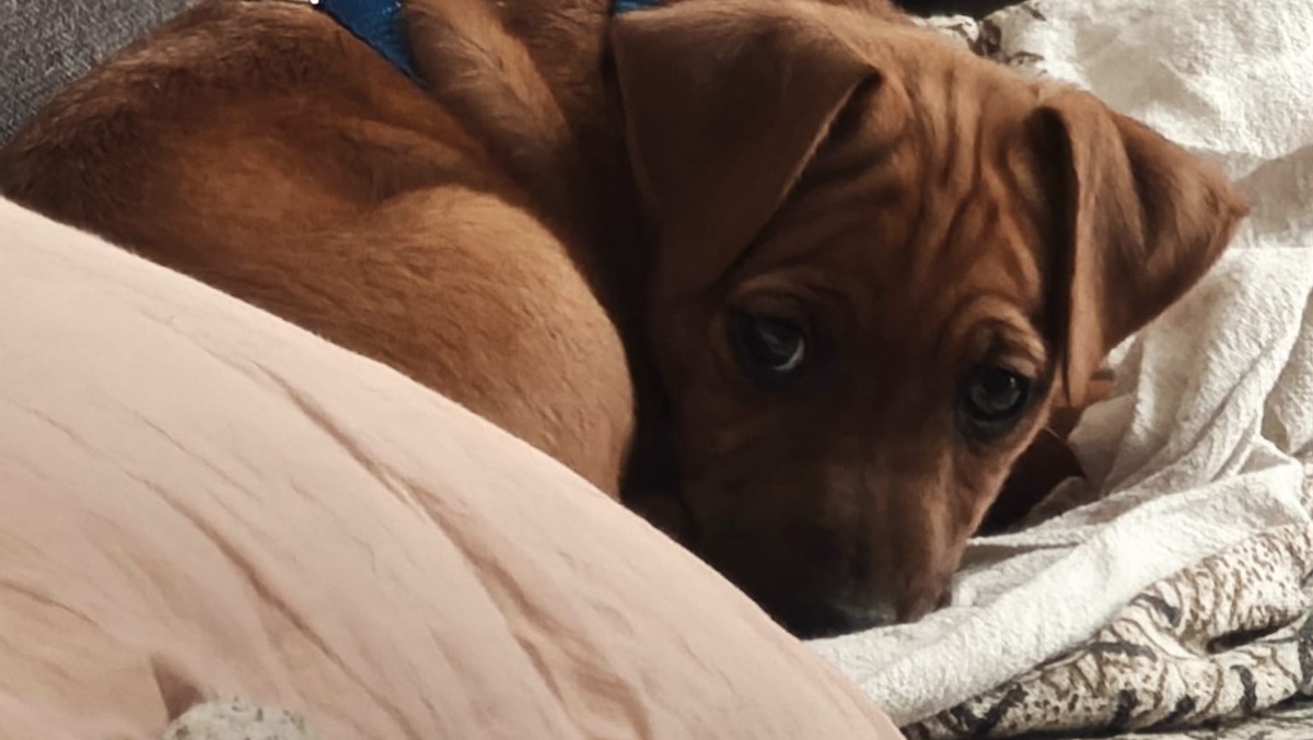 Dona un cagnolino alla famiglia che ha perso Choco. Il gesto di solidarietà che unisce Lazio e Toscana - 